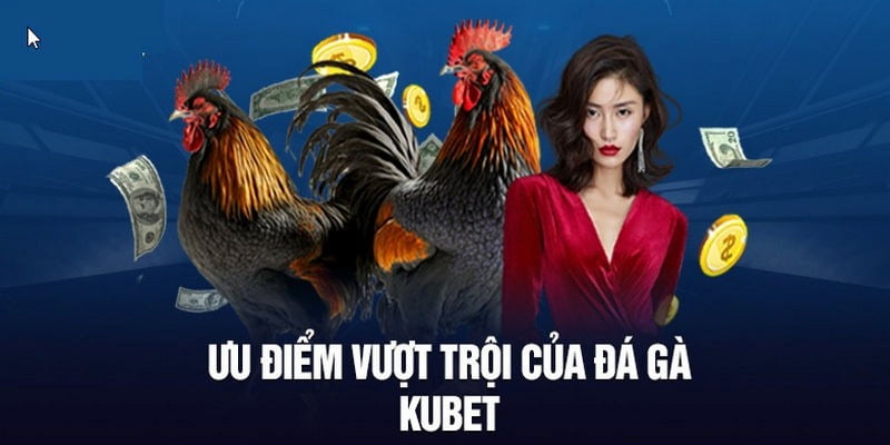 Tham gia cá cược chọi gà tại nhà cái Kubet với nhiều ưu điểm đặc biệt