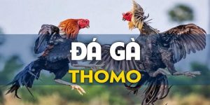 Loại hình đá gà Thomo 